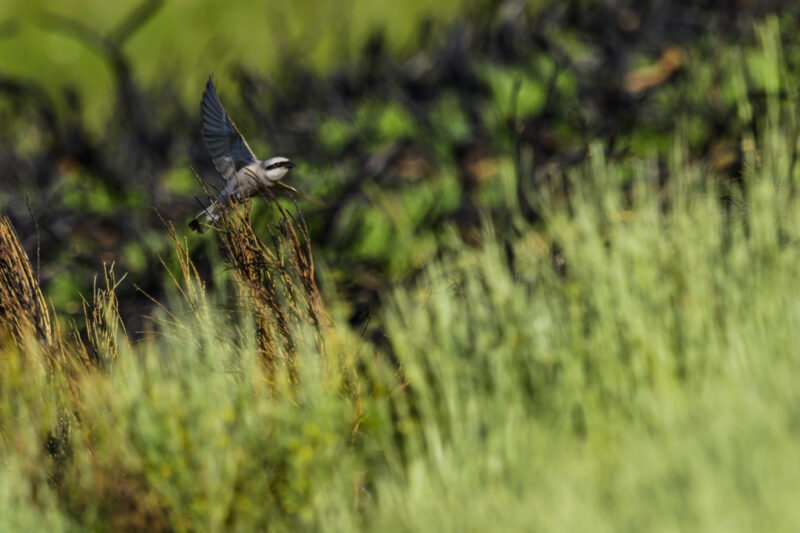 Pie grièche écorcheur mâle